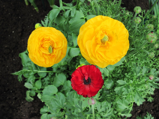 1038595 (a): :2560x1920